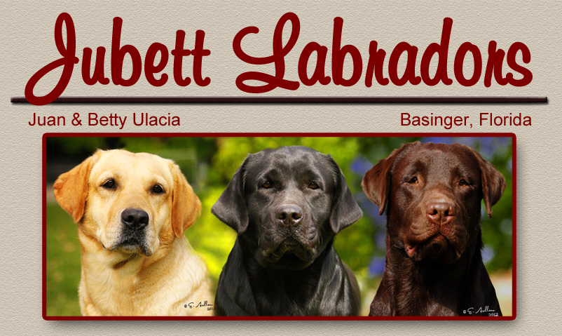 Jubett Labrador Retrievers Breeders in Central Basinger Florida, Black, Chocolate, Yellow, Labs, Labs, FL, litters, puppies, florida breeders, florida labradors, puppy, english labs, black, chocolate, yellow, miami, puppies, litter, english